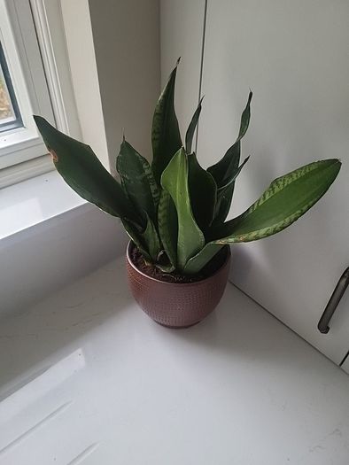 Dracaena Burundii multi stem.