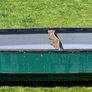 Canadian canoe Image 2