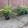 tree ferns - dicksonia antarctica Image 3