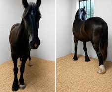 Animal Bedding delivered too You