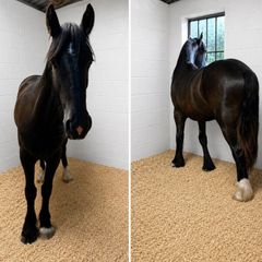 Animal Bedding delivered too You