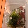 Bucephalandra Image 6