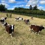 Jacob Sheep Image 2