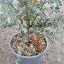 eucalyptus azura tree Image 2