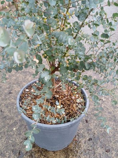 eucalyptus azura tree