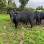 Pedigree Angus Bulls Image 9