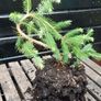 Bonsai spruce trees Image 2