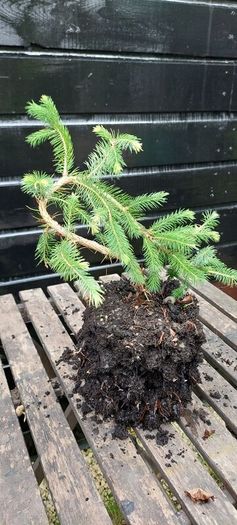 Bonsai spruce trees