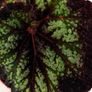 Begonia Image 2