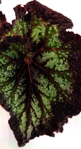 Begonia