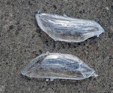 honda fit front light covers