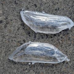 honda fit front light covers