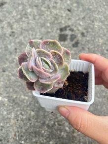 plant