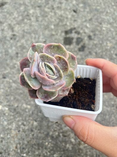plant
