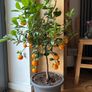 Orange / mandarine tree plant Image 2