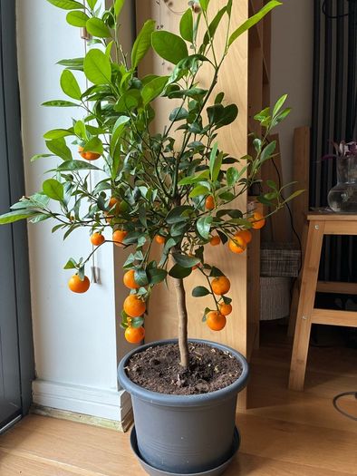 Orange / mandarine tree plant