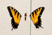 Paramore: Brand New Eyes LP