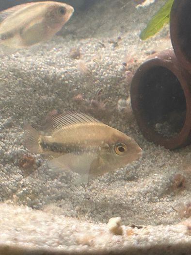 4 veija synspillum