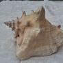 Large Queen Conch Shell Image 6