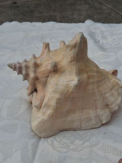 Large Queen Conch Shell