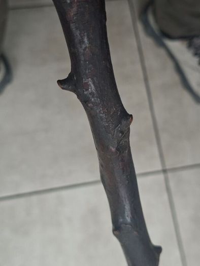 Antique Traditional Irish Blackthorn walking stick