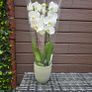 Double stem white orchid plant with ceramic pot Image 2