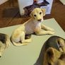 Dog ornaments castagna Italy Image 6