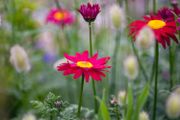 (D) Daisy Robinson Giants seeds 0.2g (431854)