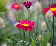 (D) Daisy Robinson Giants seeds 0.2g (431854)