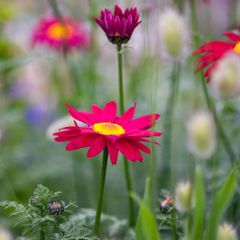 (D) Daisy Robinson Giants seeds 0.2g (431854)