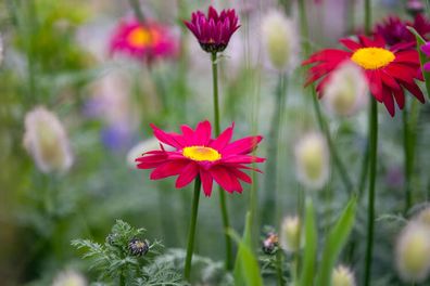 (D) Daisy Robinson Giants seeds 0.2g (431854)