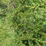 hedge/bush Image 4
