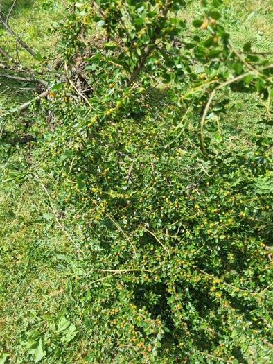 hedge/bush