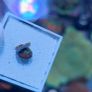 Mushroom Coral Frag Cage Image 2