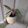 house plants 11++ Image 2