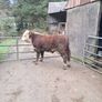 Bulls Image 8
