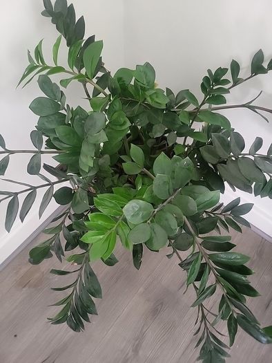 Zamioculcas Zamifolia planter