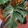 Monstera Albo Borsigiana #50 mature variegated plant Image 7