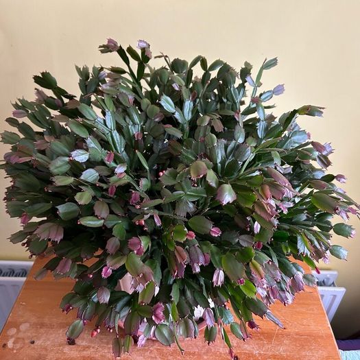 House plants