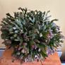 House plants Image 5