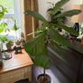 Ficus lyrata plant Image 2