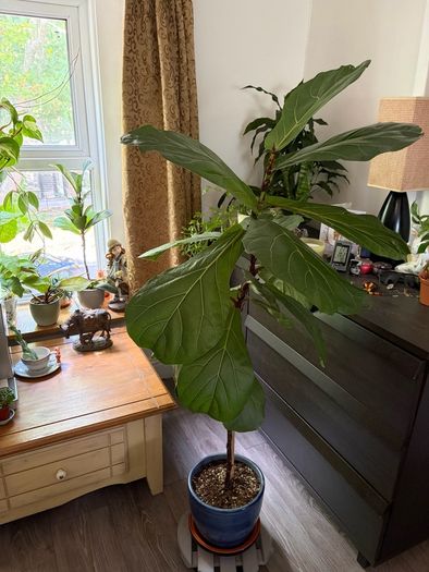 Ficus lyrata plant