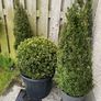 Buxus Plants Image 4