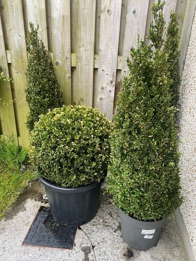Buxus Plants