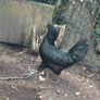 chickens Image 7