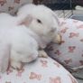 2 lovely white twin bunny's 3 months old. Image 2