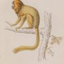 Silky Tamarin William Jardine 1833 Image 2