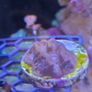 coral frags Image 6