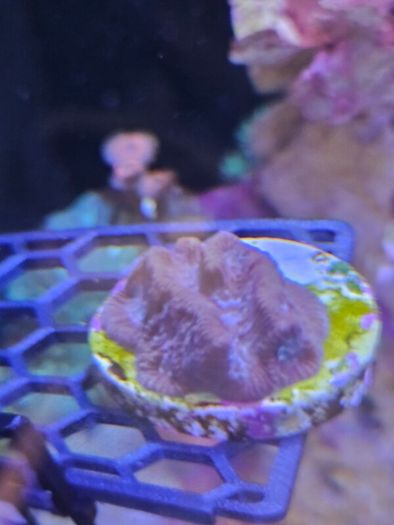 coral frags