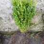 Box Hedging Image 4